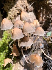 poisonous mushrooms in the forest