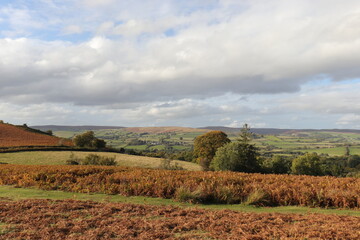 Fototapeta premium Autumn trees in the Wales countryside.