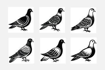 set of pigeon birds