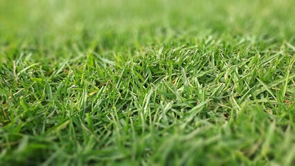 Green grass texture forming a natural background