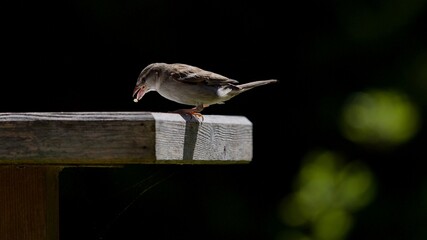 Sparrow on a bird table