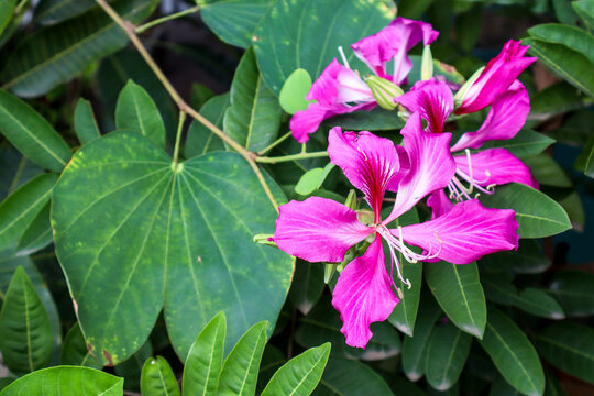 Pink-Purple Bauhinia Flower Blooming Among Leaves