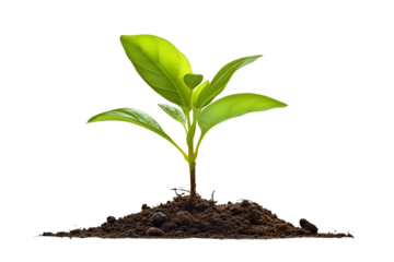 A young plant growing in soil, isolated on a white background