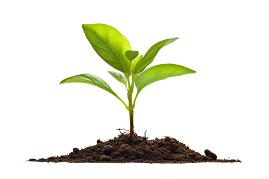 A young plant growing in soil, isolated on a white background