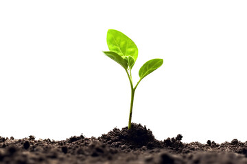 young plant growing from soil