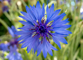 Blaue Kornblumen (Centaurea cyanus), Bayern, Deutschland, Europa