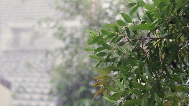 Syzygium Oleana tree with raindrops and blurred background or bokeh effect. Close-up and slow-motion shot.