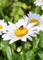 Fototapeta premium A small bee on the daisy in the garden.