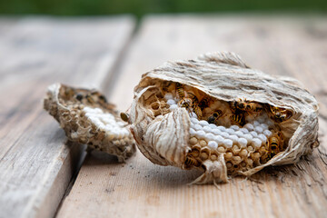 wasp honeycombs, Natural bees nest, insect habitat with larvae, wasp eggs, life cycle Vespula vulgaris, potential hazard