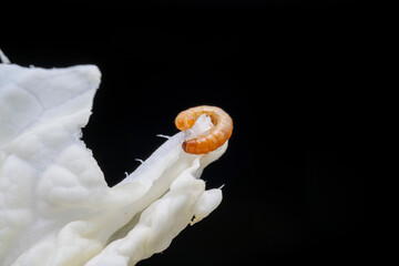 Naklejka premium Mealworm in a breeding farm, North China