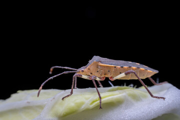Plinachtus bicoloripes in the wild state