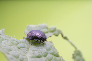 Stinkbug nymph in the wild state