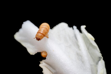 Mealworm in a breeding farm, North China