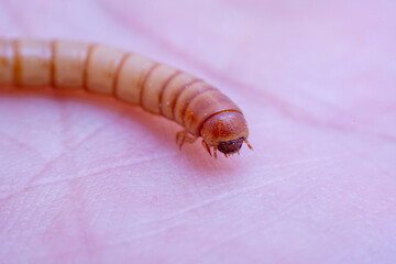 Mealworm in a breeding farm, North China