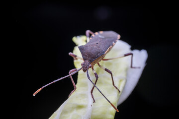 Plinachtus bicoloripes in the wild state