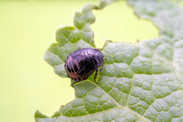 Stinkbug nymph in the wild state