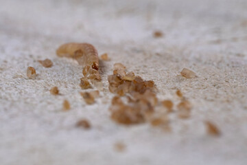 Caterpillar sitotroga cerealella larvae Angoumois Grain Moth, Sitotroga cerealella consuming wheat groats, combating pests in food industry, store food supplies