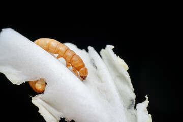Mealworm in a breeding farm, North China