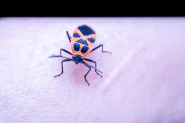Tropidothorax elegans Distant in the wild state