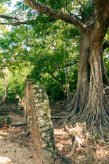A baobab tree growing on the Ruins of Gedi - A medieval Swahili coastal settlement in Arabuko Sokoke Forest Reserves in Malindi, Kenya