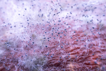 Mold on the surface of pumpkin
