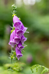 Foxglove Flower Digitalis Purpurea in nature Smooth Bokeh Blurred Background © Just Jus
