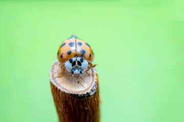 Harmonia axyridis in the wild state