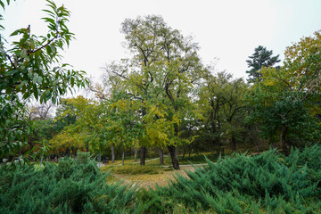Trees in Beijing Parks in Autumn