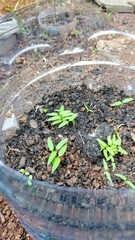 Plants growing in the pot 