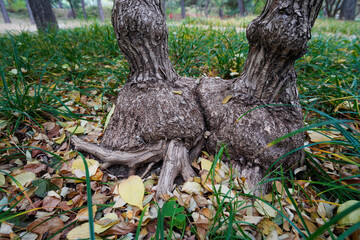 Close-up of the Root of Honeysuckle
