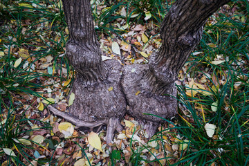 Close-up of the Root of Honeysuckle
