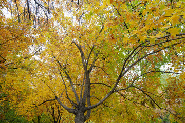 The maple tree crown is in the park
