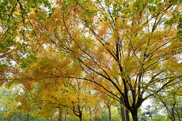 The maple tree crown is in the park