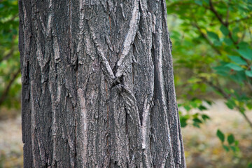 close-up photo of Old bark