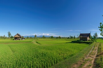 Obraz premium Emerald Expanse: Panoramic View of Rice Paddies and Traditional Huts