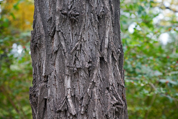 close-up photo of Old bark