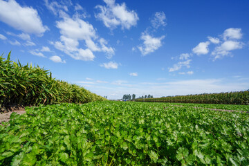 The coriander under the blue sky and white clouds is in the field, North China