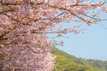 山に咲く河津桜
