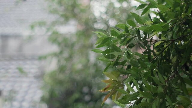 Syzygium Oleana tree with raindrops and blurred background or bokeh effect. Close-up and slow-motion shot.