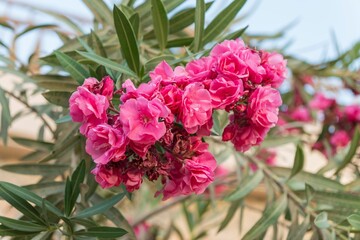 Fototapeta premium Close-up of vibrant pink oleander flowers with green leaves in the background