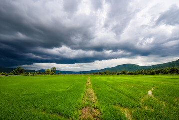 Naklejka premium Dark clouds going low over the green rice fields, rainy season in Thailand