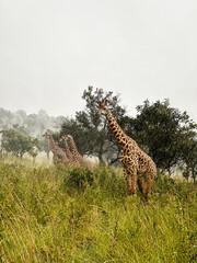 giraffe in the rain