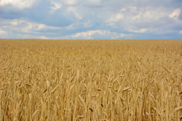 wheat field with a rainy cloud in the background