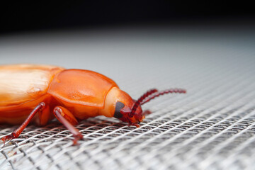 Mealworm in a breeding farm, North China