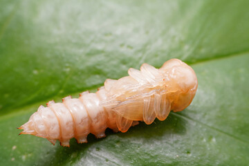 ground beetle pupa in the wild state