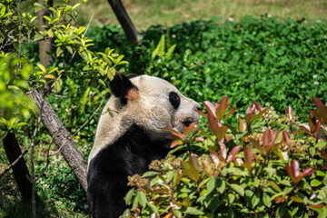 Pandas at a panda nature reserve in Chengdu, Sichuan, China. Photo taken in Sichuan on April 21,...