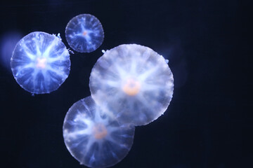 Upside down jellyfish on black background.