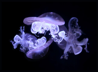 Upside down jellyfish on black background.