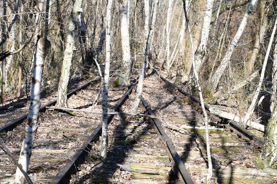 stillgelegtes Bahngleis mit Birken zugewachsen