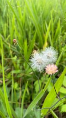 ladybug on dandelion